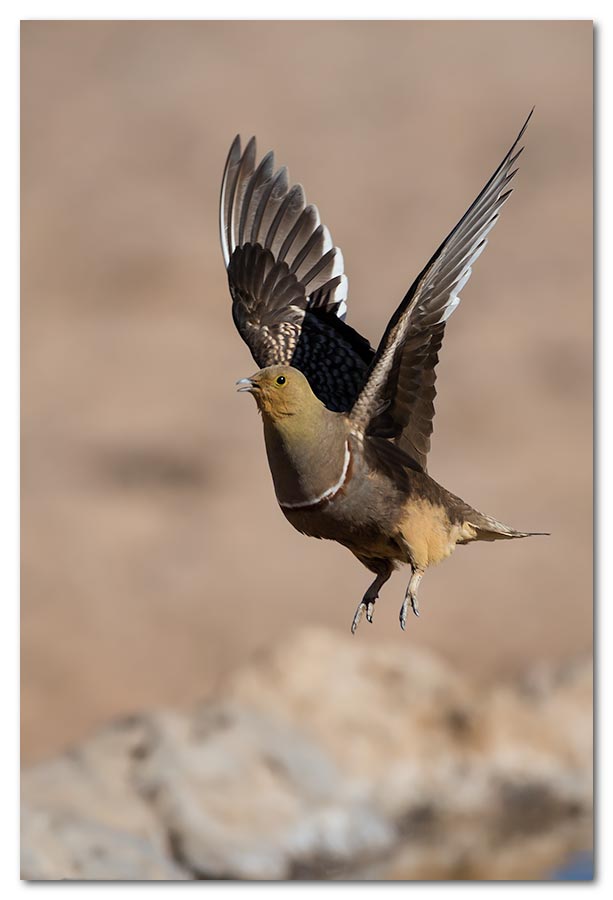 Double-Banded-Sand-Grouse