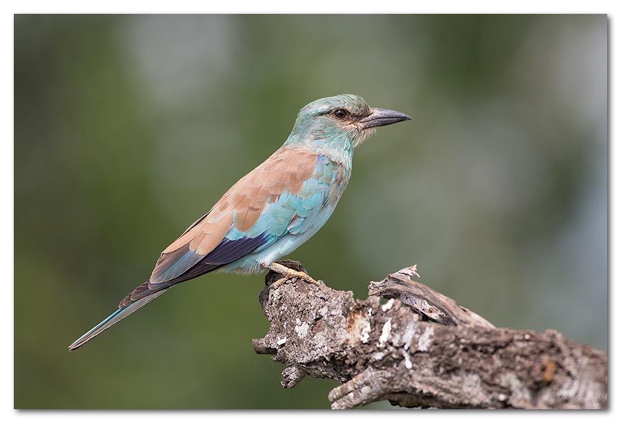 European-Roller