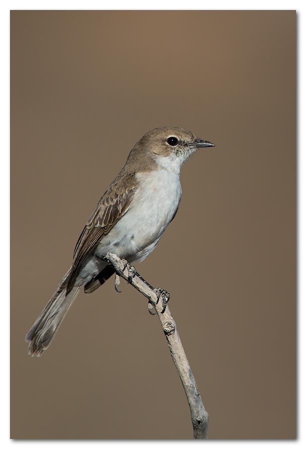 Fiscal-Shrike