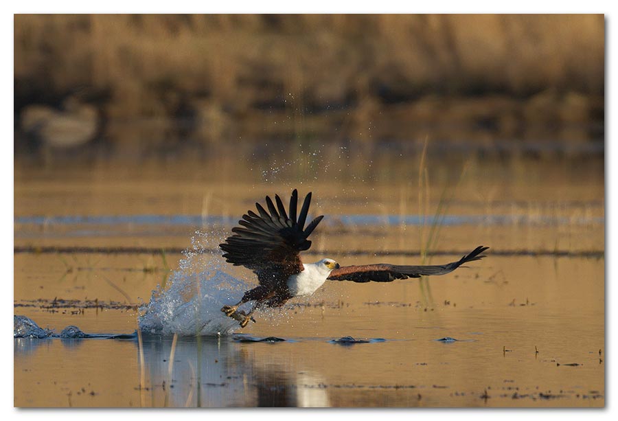 Fish-Eagle-Catch