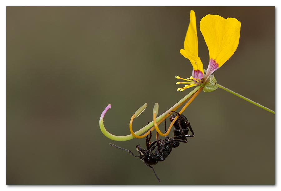 Flower-Ant