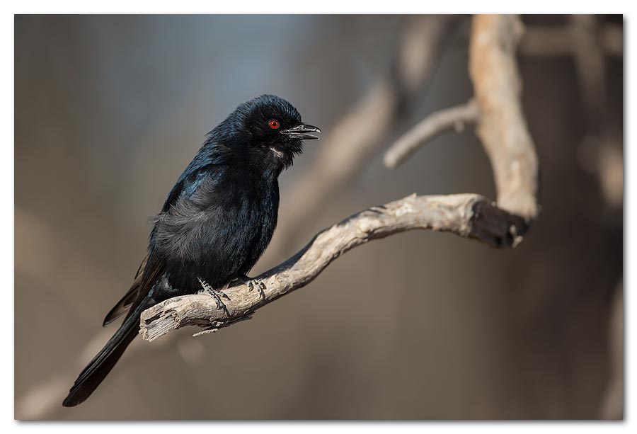 Fork-tailed-Drongo