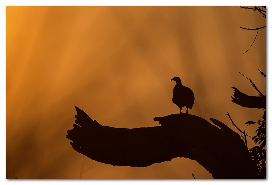 Francolin-Sunset