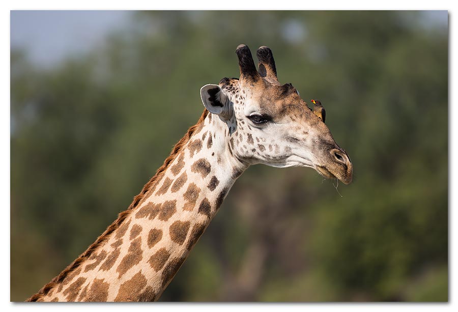 Giraffe