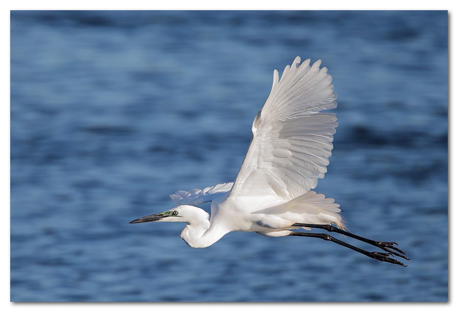 Great-White-Egret