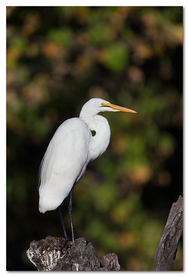 Great-White-Egret2