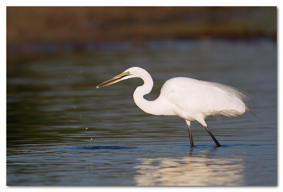 Great-White-Egret3