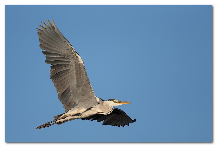 Grey-Heron