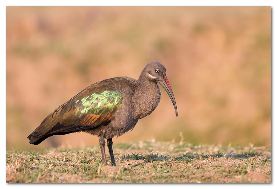 Hadeda-Ibis