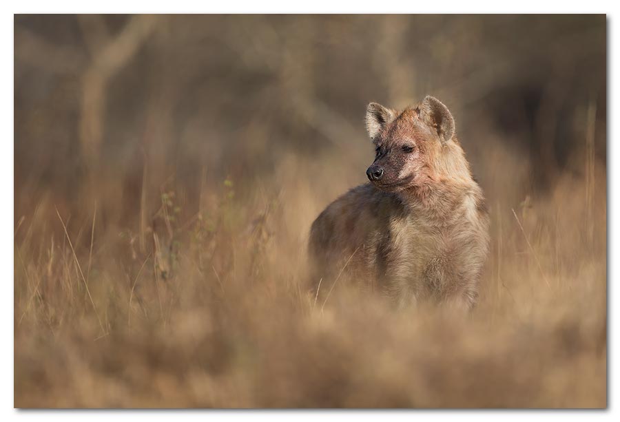 Hyena-Hiding