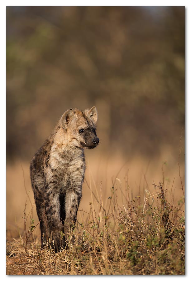 Hyena-Pup