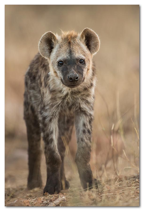 Hyena-Pup2