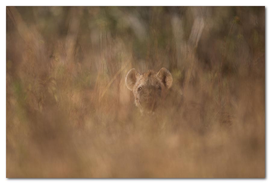 Hyena-in-Long-Grass