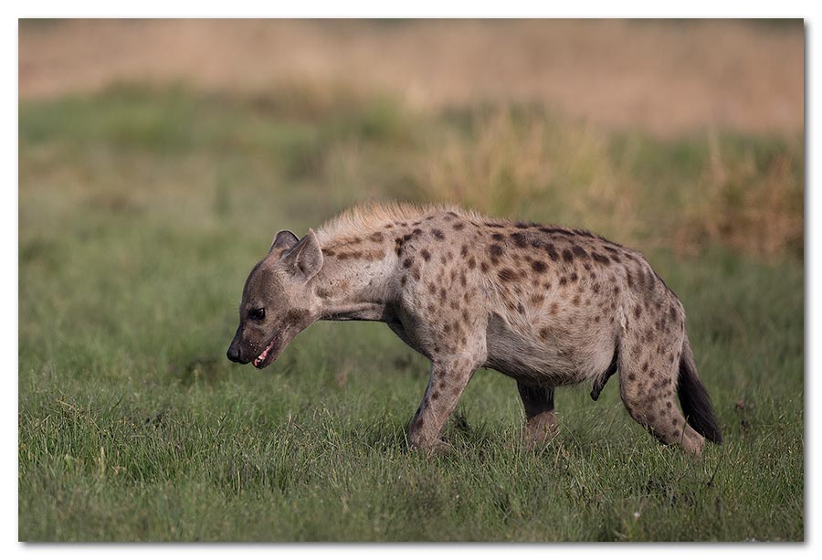 Hyena