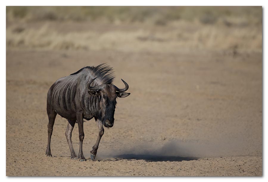 KTP-Wildebeest