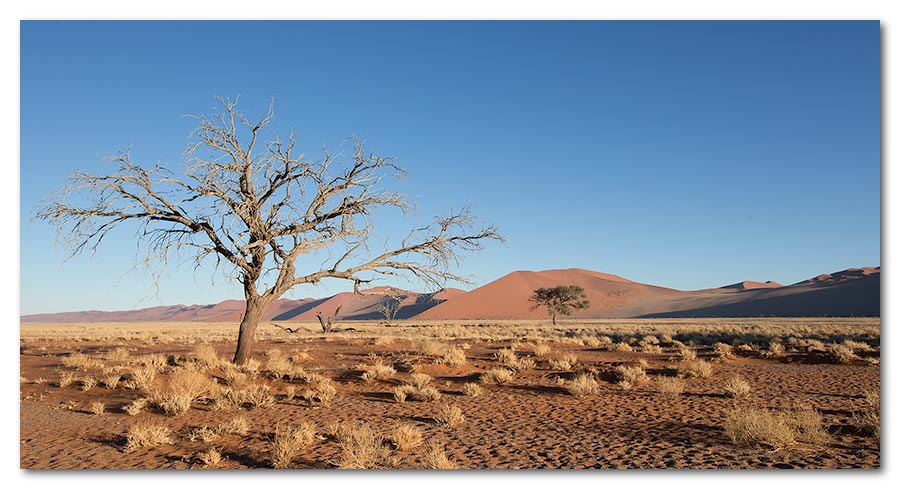 Kalahari-Landscape