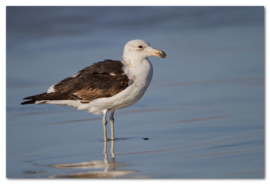 Kelp-Gull-Juv