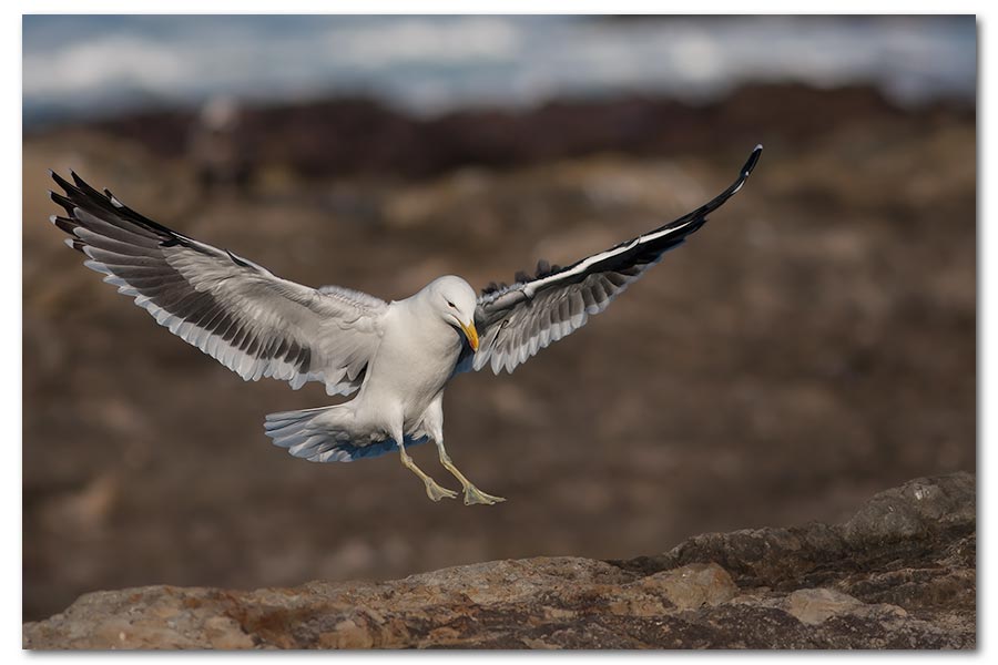 Kelp-Gull-Landing