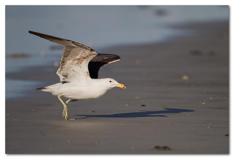 Kelp-Gull-Takeoff