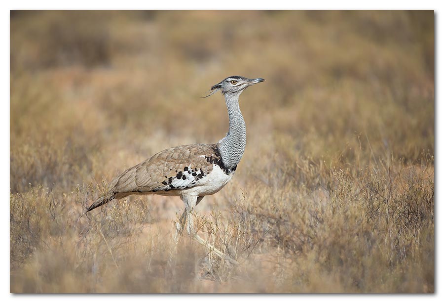 Kori-Bustard