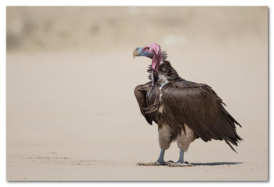 Lappet-faced-Vulture