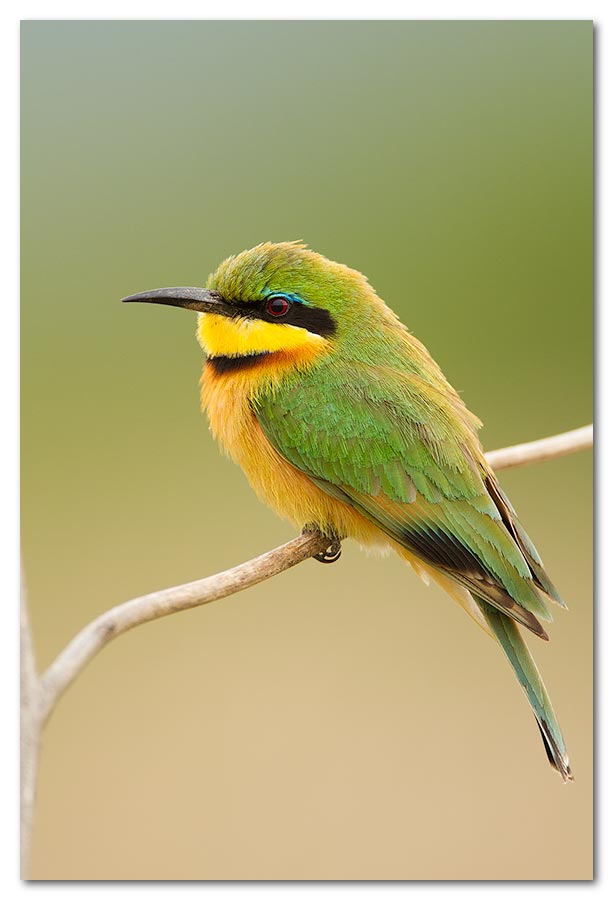 Little-Bee-eater