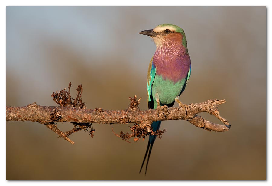 Lylac-Breasted-Roller2