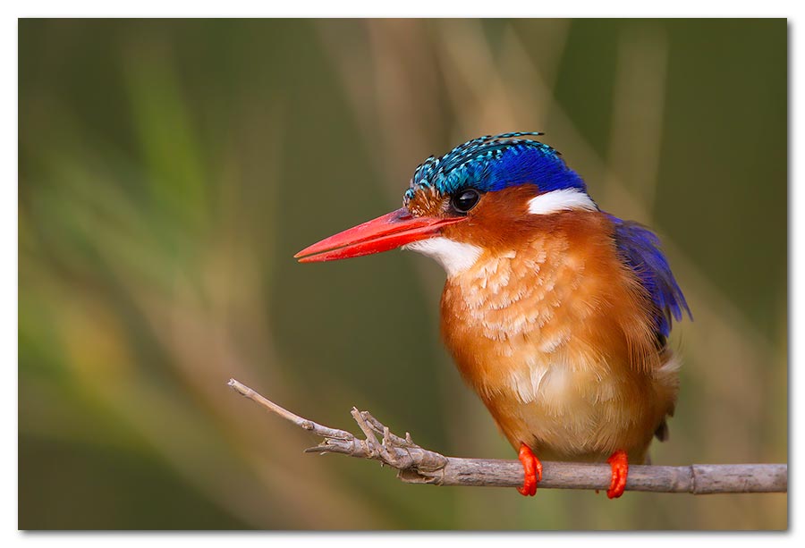 Malchite-Kingfisher