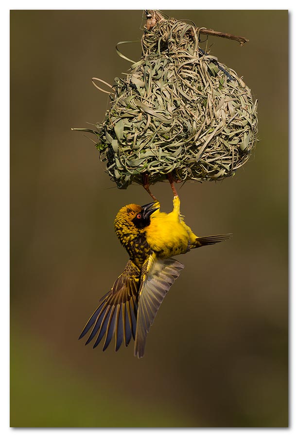 Masked-Weaver-Nest