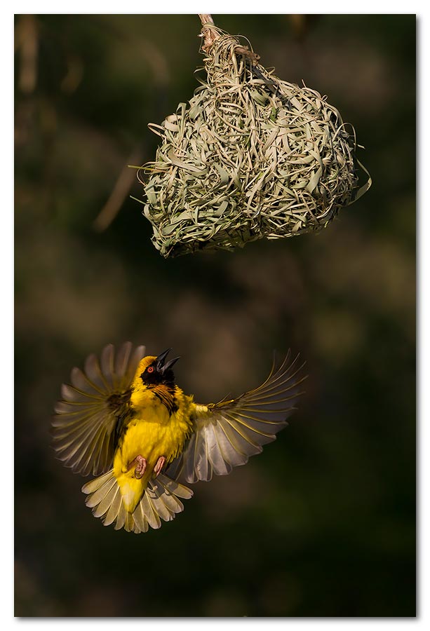 Masked-Weaver-Nest2