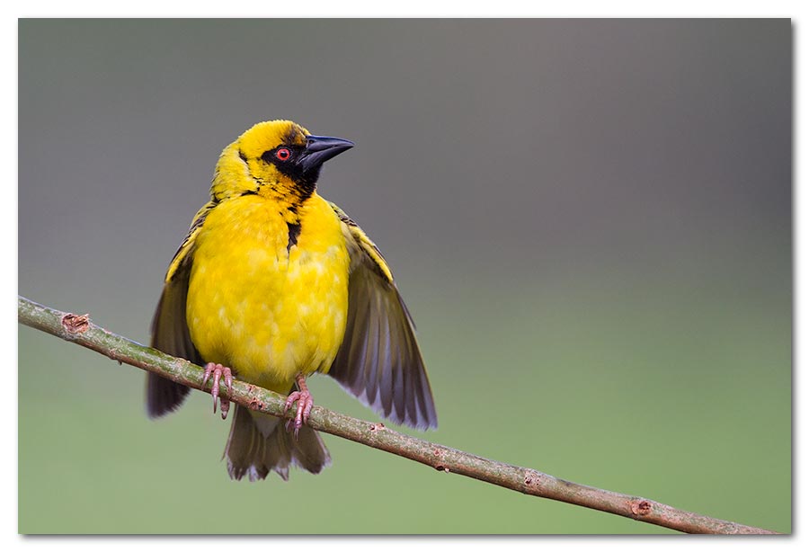 Masked-Weaver