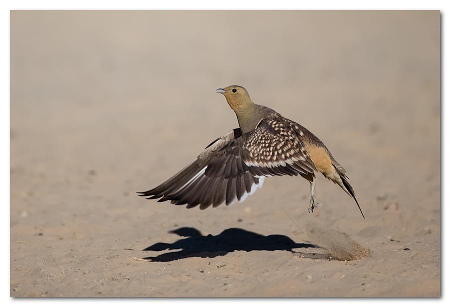 Namaqua Sandgrouse