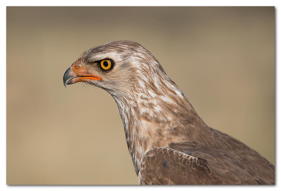 Pale-Chanting-Goshawk-Juv