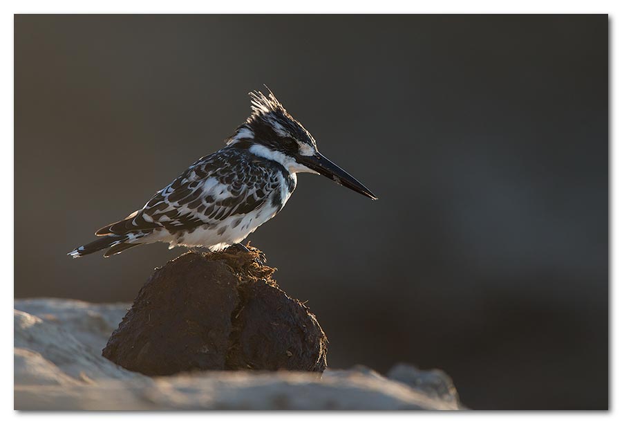 Pied-Kingfisher-on-Ele-Poo