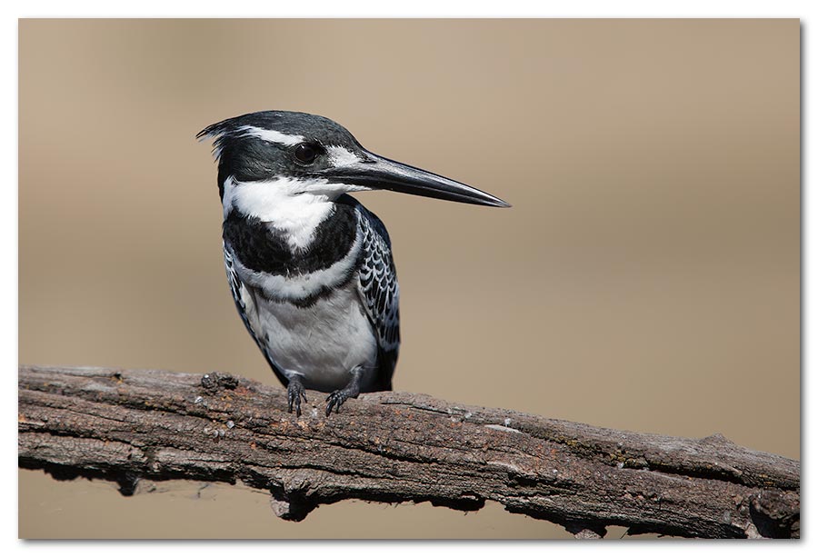 Pied-Kingfisher