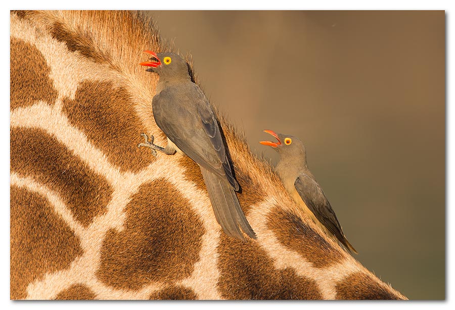 Red-Billed-Ox-Peckers