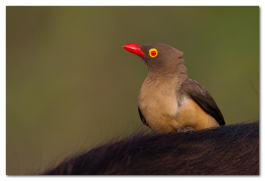 Red-Billed-Ox-pecker