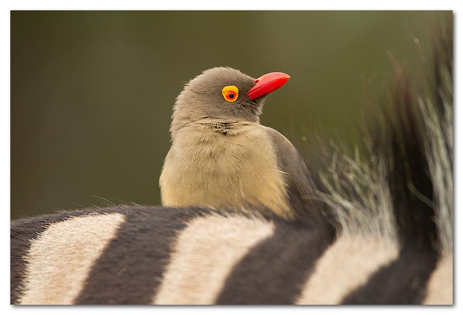 Red-Billed-Ox-pecker2