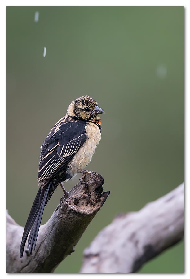 Red-Collard-Widdow-Bird