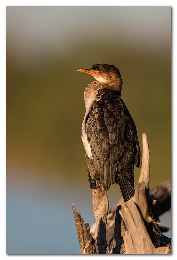 Reed-Cormorant