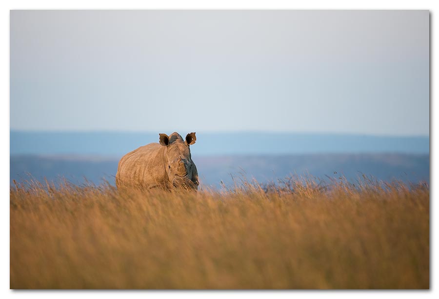 Rhino-in-Grass