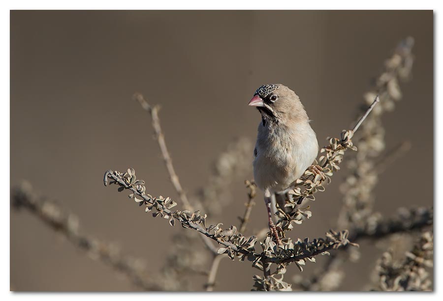 Scaly-Feathered-Finch