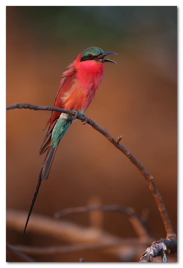 Southern-Carmine-Bee-eater