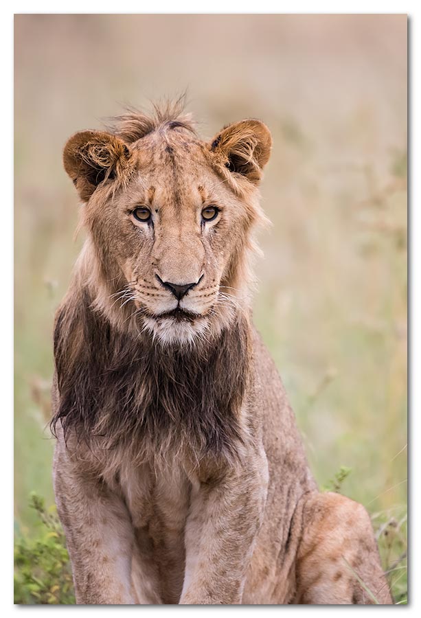 Subadult-Lion