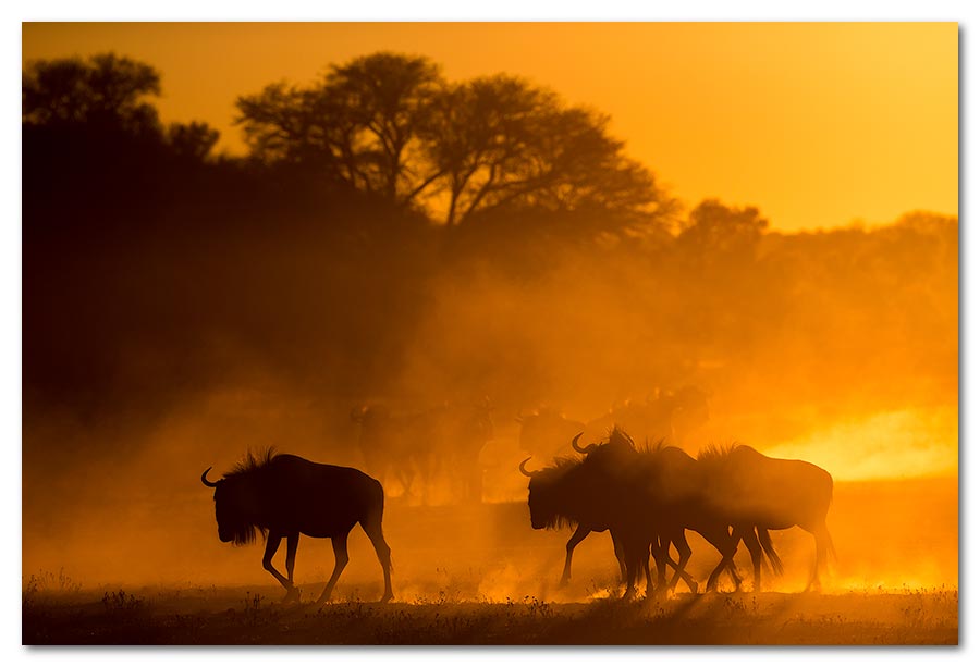 Sunset-Wildebeest