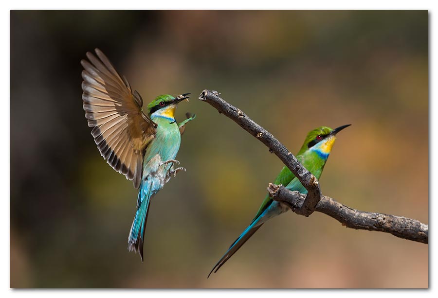 Swallow-tailed-Bee-eater