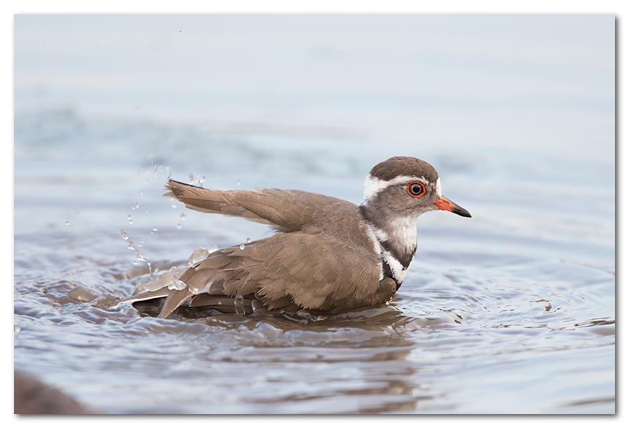 Three-Banded-Plover