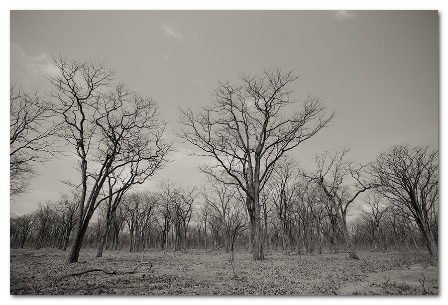 Tree-Scape