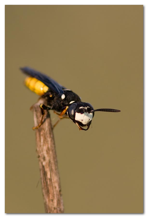 Wasp