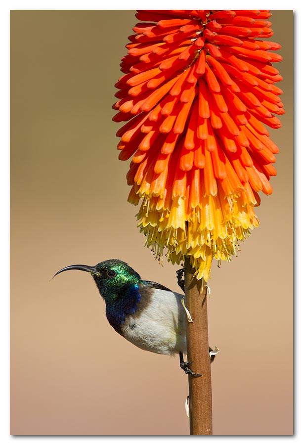 White-Bellied-Sunbird